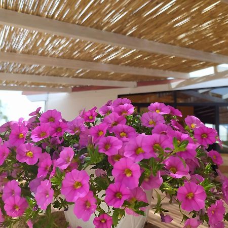 Agriturismo "Terra D'Ulivi" Porto Cesareo Eksteriør bilde