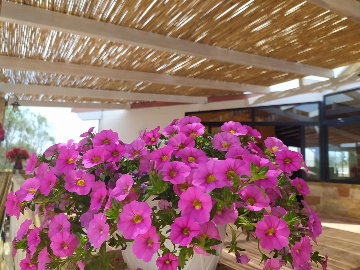 Agriturismo "Terra D'Ulivi" Porto Cesareo Eksteriør bilde