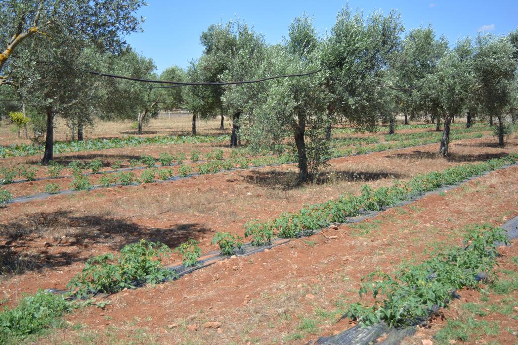 Agriturismo "Terra D'Ulivi" Porto Cesareo Eksteriør bilde